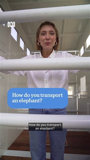 90K views · 648 reactions | Perth Zoo’s Asian elephants Putra Mas and Permai are preparing for a long journey across the country to their ‘forever home’ at Monarto Safari Park in South Australia. STORY: https://ab.co/4fwZRij But just how do you transport an elephant? We went to the zoo to find out.  Briana Shepherd ️ Marc Pickles | ABC Perth | Facebook