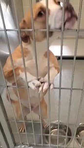 UPDATE: Safe with Midland Humane Coalition URGENT URGENT URGENT! DA21 is the sweetest girl ever! Unfortunately sweet does not keep a dog alive when the shelter is filling up. Her owner let her down, failed her and doesn’t care she will be euthanized in a hour! Will anyone else care enough to save her life? Please RUN to the shelter and see if you are interested in adopting her! Adoption fee is $14. Midland Animal Shelter 1200 N Fairgrounds Road Midland Texas 432-685-7420 | Midland Animal Shelter