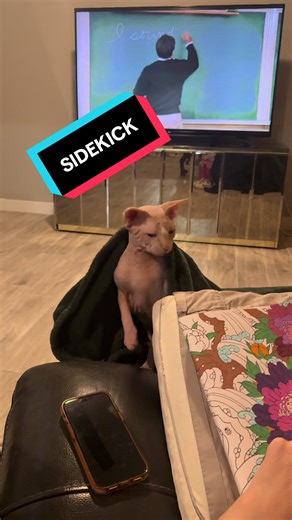 Tarot has one mission during craft time. Stay close, stay warm, and wedge himself into whatever spot guarantees maximum contact.