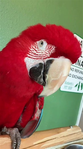 Female green wing macaw #fypシ #birds #parrot #macaw #greenwingmacaw
