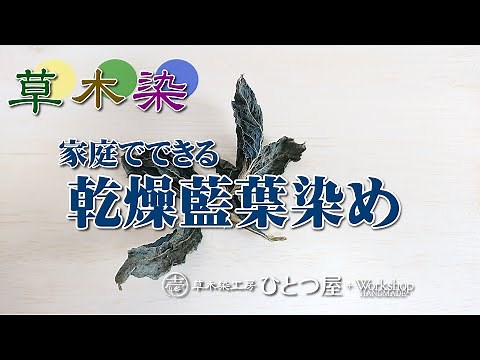 [Plant dyeing] "Dried indigo leaf dyeing" that can be done at home