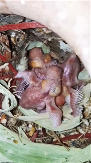 😘😍Soo Cute Java Chicks🐤#shortsvideo #birds #shorts #ytshorts