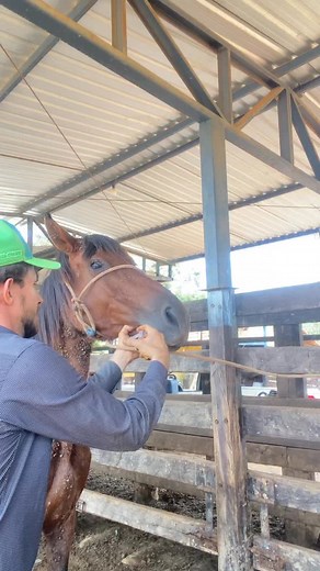 A verdade sobre Dectomax em equinos 🐴💉😱🤠🤝 #horse #cavalo #veterinaria | Neto Vet