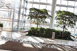 Plants: Olive trees in the pot - so you care for it properly | 2025