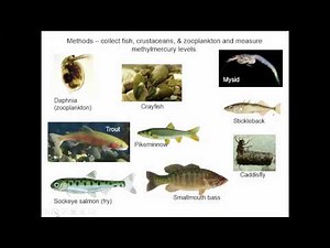Biomagnification and Bioaccumulation Case Study: Mercury in Fish