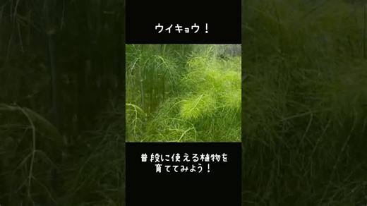 【 Fennel / フェンネル 】ダイエットにも！ウイキョウが持つ驚きの効能と活用術