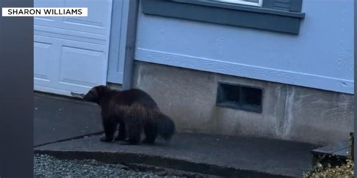 3 wolverine sightings along the Oregon Coast