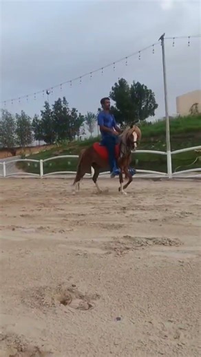 Ponie ready for kids riding🐴🐎