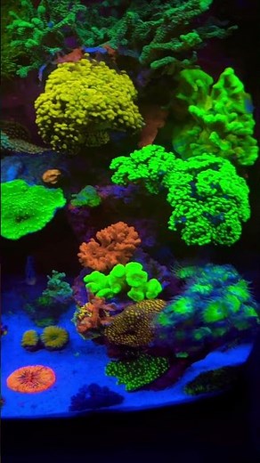 Biocube 32 #coral #fish