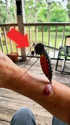 Most Giant Mosquito😱