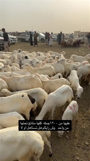 غنم للبيع في جيزان - سوق صبيا