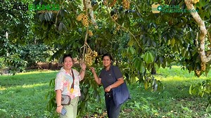 14K views · 357 reactions | Ito na ang pinaka malaki, pinaka maganda, pinaka ginastusan na Durian farm sa Thailand! Thai Fruit Orchard Tour: Inspired Learning Tours 09175066876. AGRIBUSINESS MERCH https://shopee.ph/agribusinesshowitworks | ONLINE PALENGKE. https://www.onlinepalengke.com | WANT TO BE FEATURED? CONTACT Messenger: Buddy Gancenia, 09178277770 | Agribusiness How It Works. Instruct. Inspire. Succeed. | #Agribusiness #Agriculture #Farming | Agribusiness | Facebook