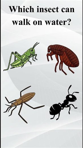 "Only Genius Can You Guess these insects"