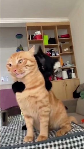 Operation black cat 🐈‍⬛. #cat #funny #pets