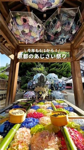 今年も開催される紫陽花まつり✨