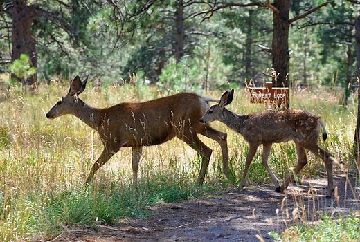 Meadow & Forest Loop Trails at Lookout Mountain Nature Center