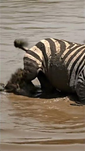 Zebra Trapped in Mud Attacked by Crocodile | African Wildlife 4K Documentary | #short #shortsfeed
