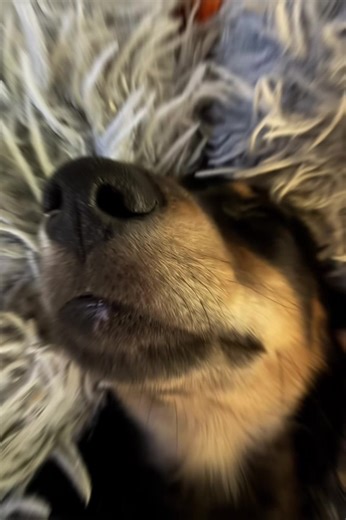 Moms 🙄😜 #dachshundpuppy #sausagedog #weinerdog #dachshund #puppies | dachshund puppies