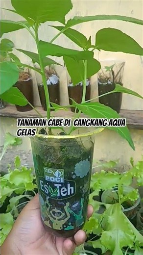hidroponik sederhana cangkang Aqua gelas