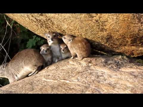 Tree Hyrax Family