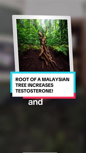 I take the root of a Malaysian tree to support my testosterone - and the science behind it is seriously impressive! 🌿🔥 #menshealth #tongkatali #longjack #testosterone-booster