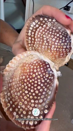 How To Make a DIY Butterfly Seashell Ornament