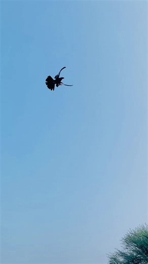 Sky Roller Pigeon Training Techniques