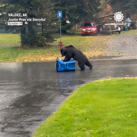 A bear in Alaska tried to score a snack, but wound up giving the trash can CPR instead 🐻🗑️ | AccuWeather