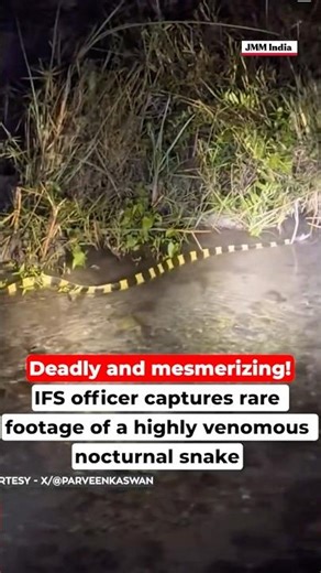 भारत में दिखा बेहद ज़हरीला सांप | Rare Forest Footage 😱🐍