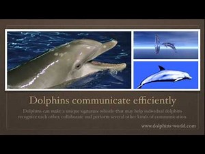 Delfines características principales.