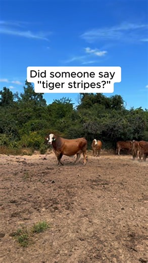 56K views · 972 reactions | 9 head of large-framed, heavy bred (5-7+...