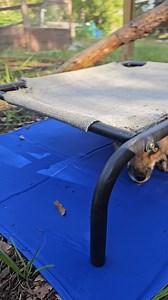 112K views · 7.5K reactions | (Sammi nursing her pups in this video...