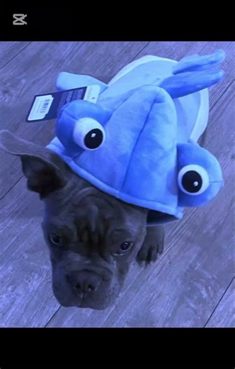 My dogs shark costume! #dog#shark#costume#cute#puppy#frenchie#frenchbulldog#englishbulldog