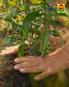 🌱 È nelle nostre mani, nei nostri pollici verdi, nei cuori verdi. Cresciamo insieme e coltiviamo ciò che conta davvero. Per la natura. Per te. Per tutti. COMPO: offriamo solo il meglio per le tue piante. 👉 Scopri COMPO | Il mio COMPO Giardino