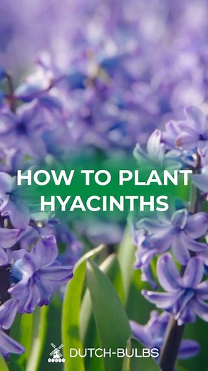 1.4K views · 19 reactions | Watch this quick video on how to plant hyacinths in a pot華請You can order the hyacinth bulbs from our website via the link ➡️ https://dutch-bulbs.com/hyacinths/ Save the video and let us know in the comments whether your hyacinths will bloom this spring? #hyacinth #hyazinthen #hyazinthe #jacinthe #howtoplant #gardening #bulb #bulblasagne | DUTCH-BULBS.COM | Facebook