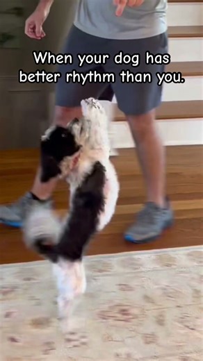 Havanese Dog Does Adorable Dance to Milkshake | Funny Pets Shorts