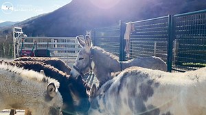 74K views · 5.9K reactions | EL BURRO PEPE CONOCE A LOS DEMÁS BURROS...