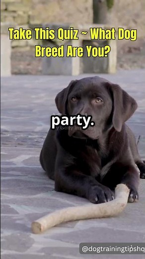 Take This Quiz: What Dog Breed Are You?