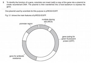 5 To identify the function of a gene, scientists can insert (ad... | Filo
