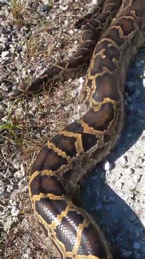 "Giant python in a mating trio"