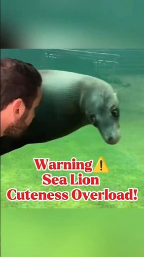 Funny & Cute Sea Lions Compilation | Try Not to Smile Challenge!