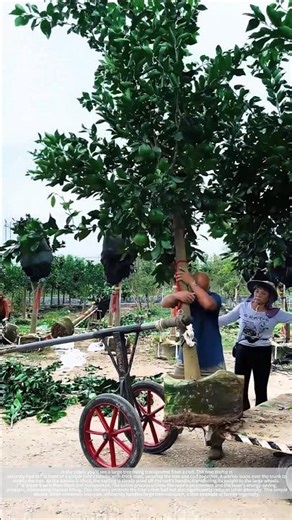 A pole and a rope can easily carry heavy trees