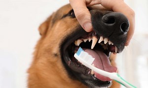 How to Safely Clean a Dog's Teeth
