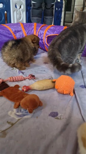 2.6K views · 47 reactions | Les bebes spitz pomeraniens et le chat 殺 #spitznain #spitz #SpitzLovers #pomeranianpuppy #puppypomeranian #pomeranian | Elevage Legendary Land pomeranian spitz nain | Facebook