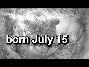 🔴inside squirrel nest with babies born July 15 - #SqNL-1of6: high HD 1080p 🇺🇸🎗🇺🇦