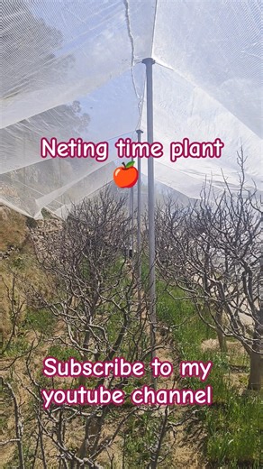 Neting time plant 🍎#trending #nature #shortvideos #viral #garden #1million #farming