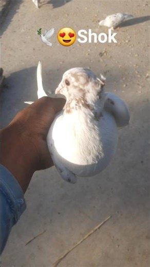 🕊😍😂video viral jakar view check karo #pigeon #kabootarba #kabutar #kabootarloft05 #kabootar #kaboot