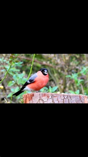 358 reactions · 19 shares | Male Bullfinch (Pyrrhula pyrrhula), a...