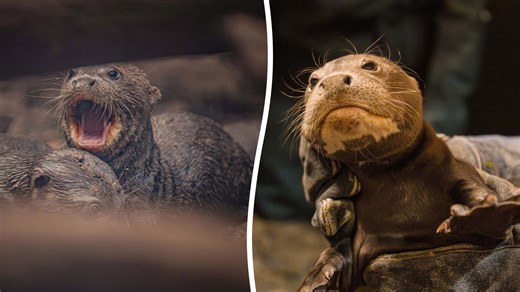 Fresh hope for endangered giant otters as UK zoo celebrates rare triplet birth