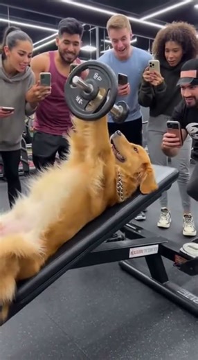 “This Dog Hits the Gym Harder Than Humans 💪🐶”#StrongDog #FunnyAnimals #GymDog